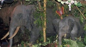 Elephants in the Rainforest Cafe