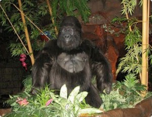 Gorillas in the Rainforest Cafe